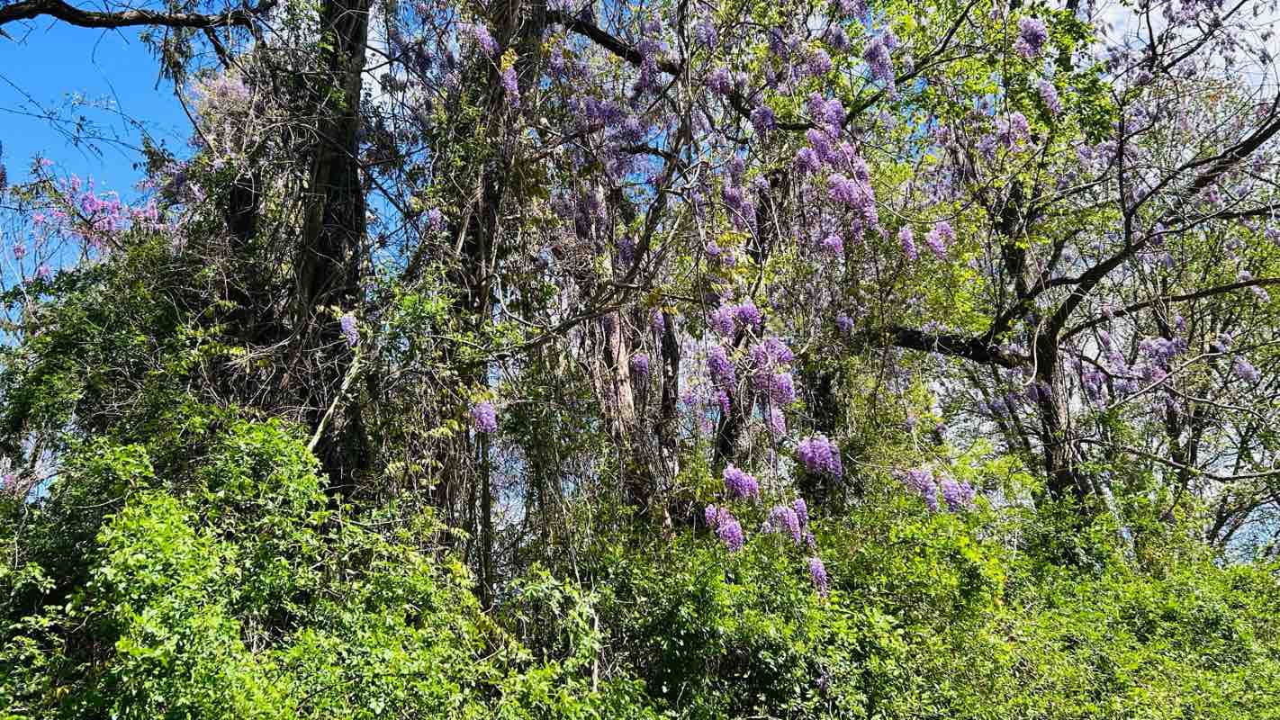 walking near me in Fluehr Park in spring