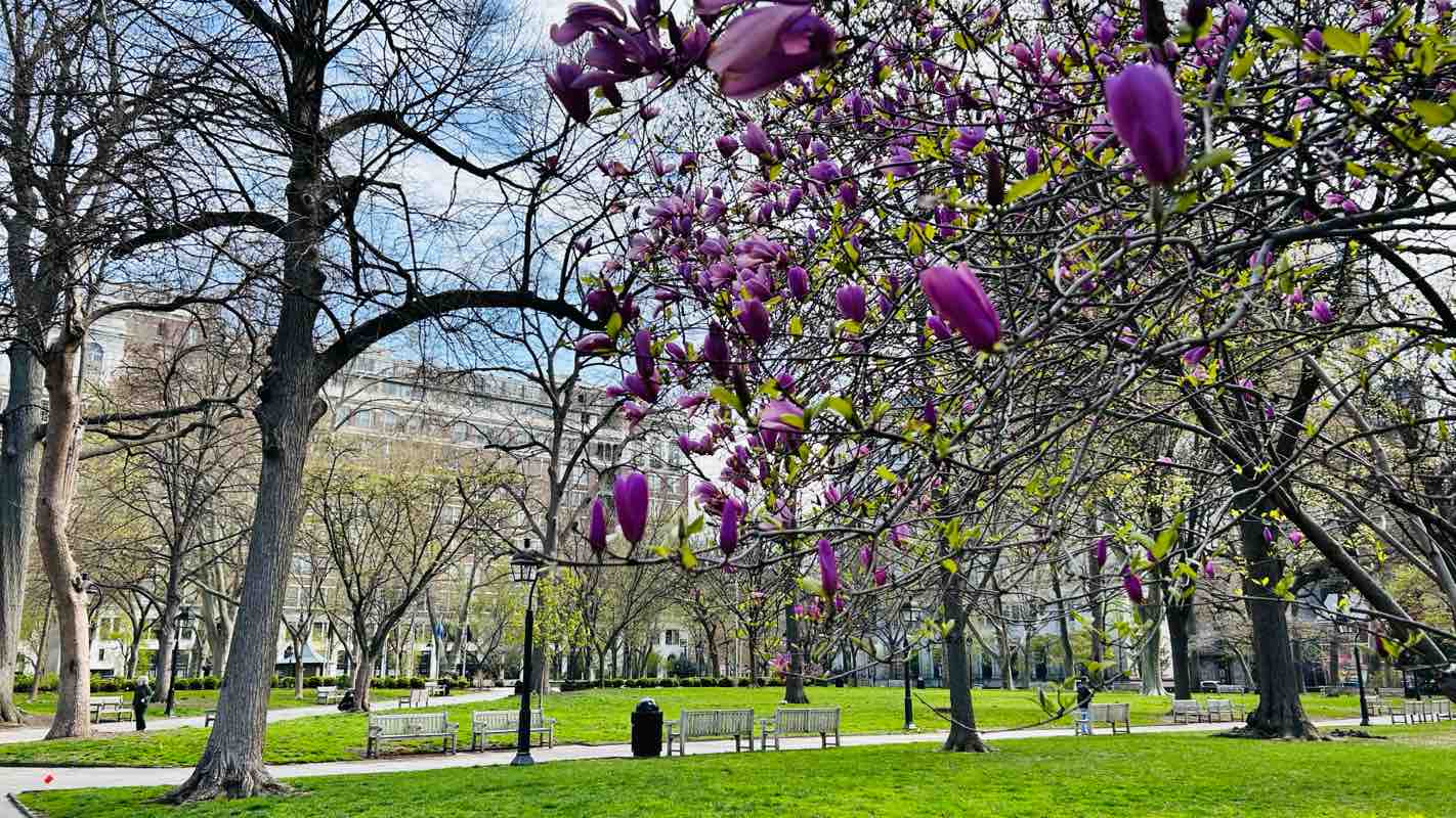 walking near me in Washington Square in spring