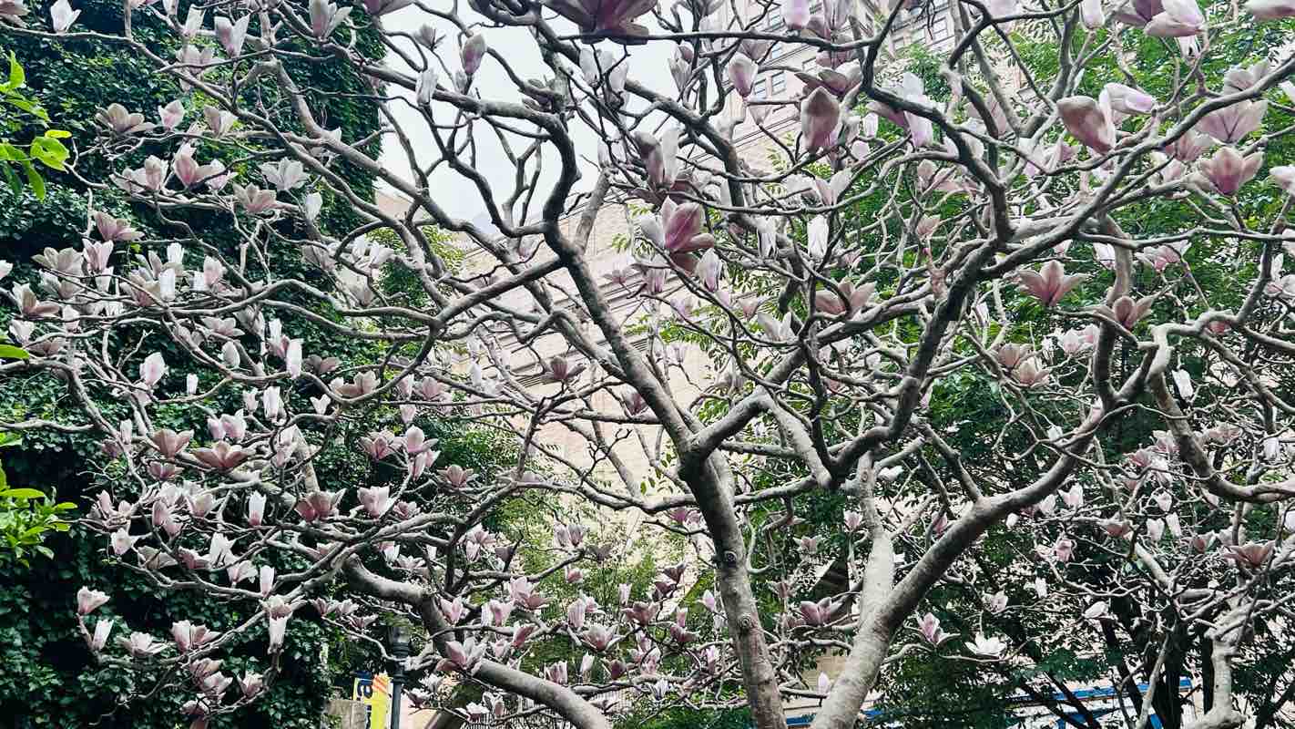 walking near me in Oakcliffe Greenway in summer