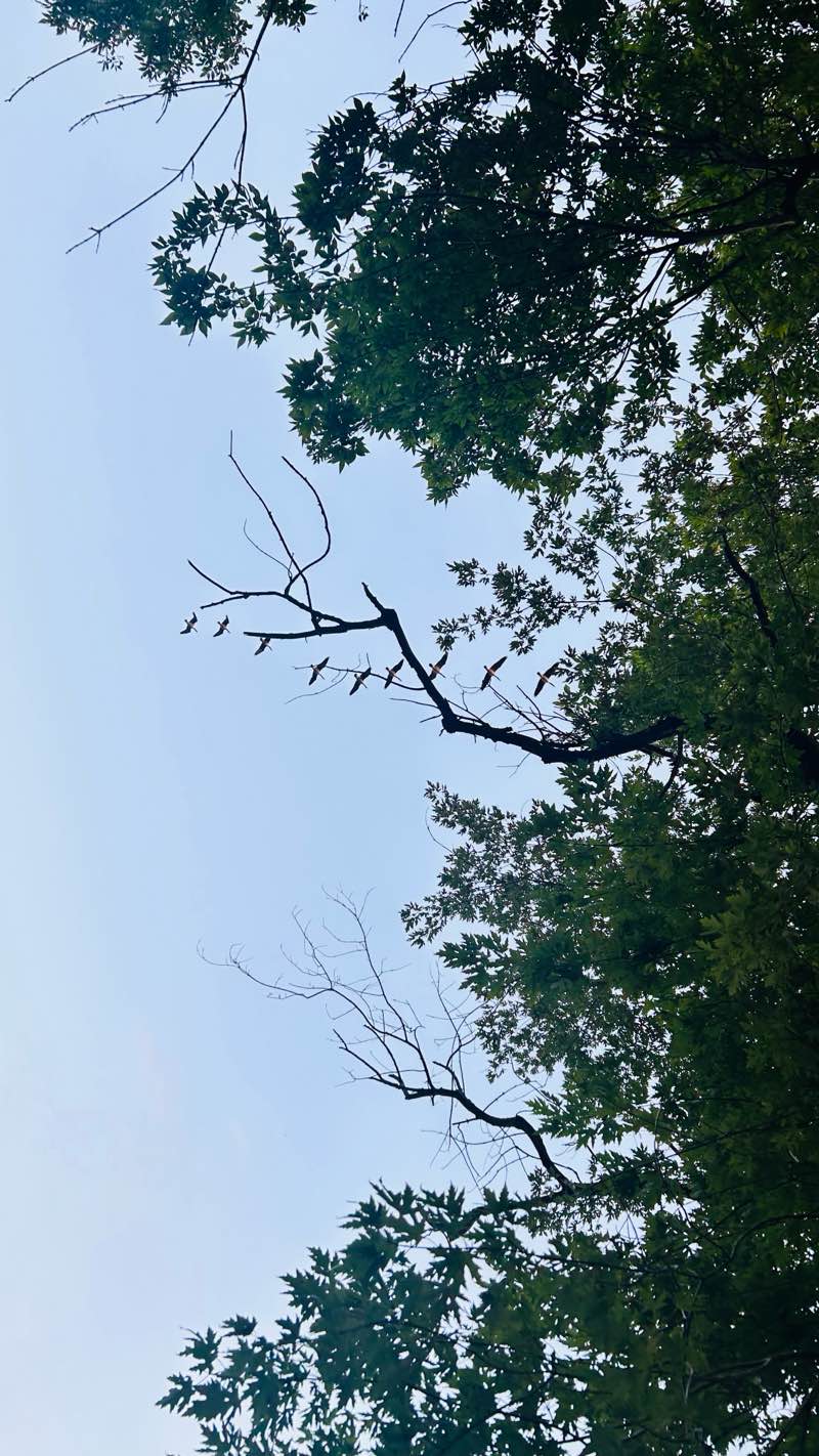 walking near me in Independence National Historical Park in autumn