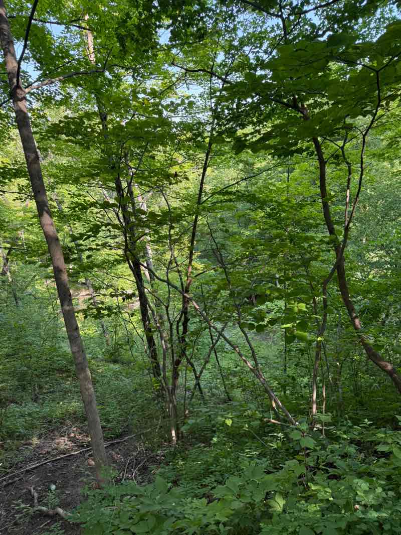 walking near me in Petrifying Springs County Park in summer