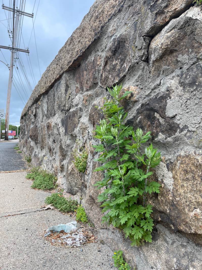 walking near me in Stone Park in winter