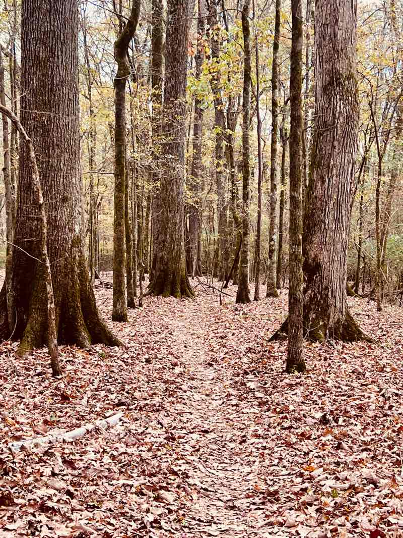 walking near me in Yale Road Park in spring