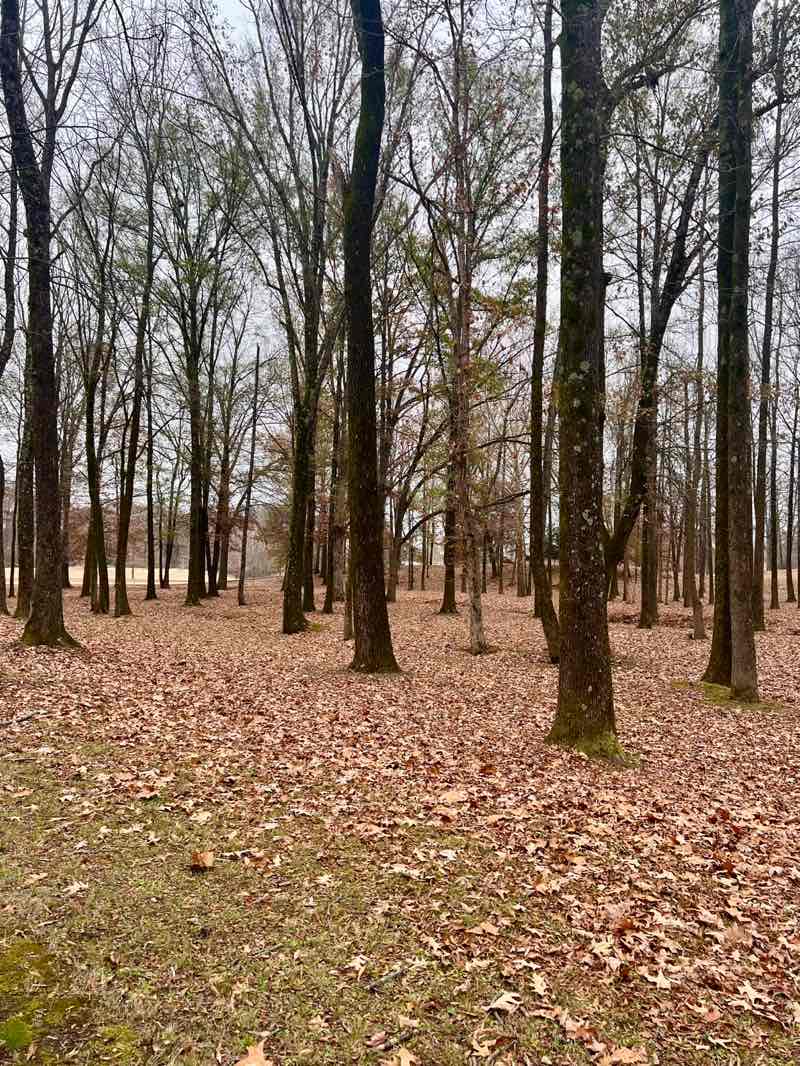 walking near me in Quail Ridge Park in winter