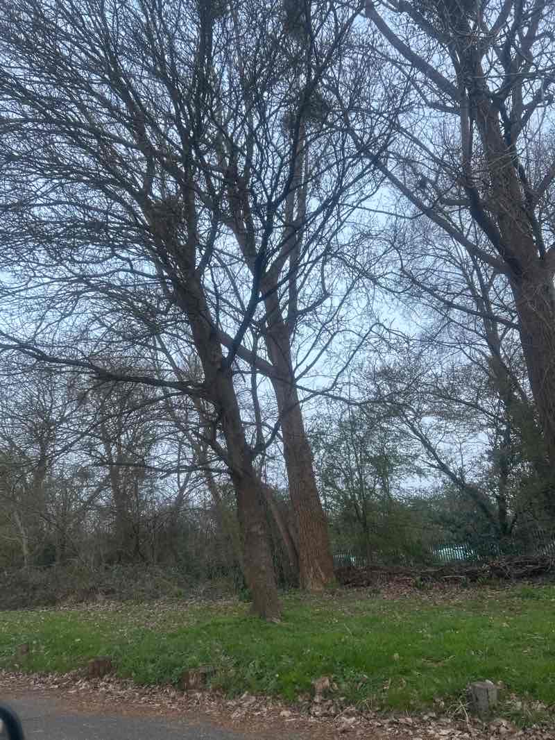 walking near me in Brook Common in spring