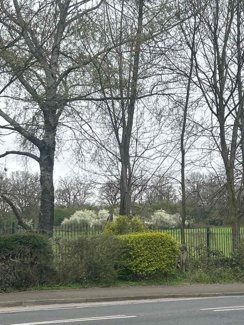 walking near me in Montesole Playing Fields in spring
