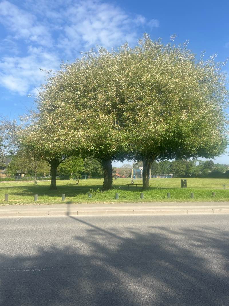 walking near me in Moorhall Recreation Ground in spring