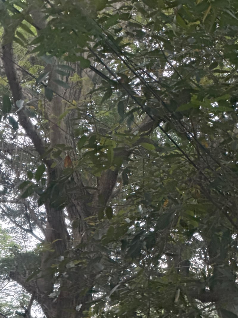 walking near me in Anna Nagar Tower Park in winter