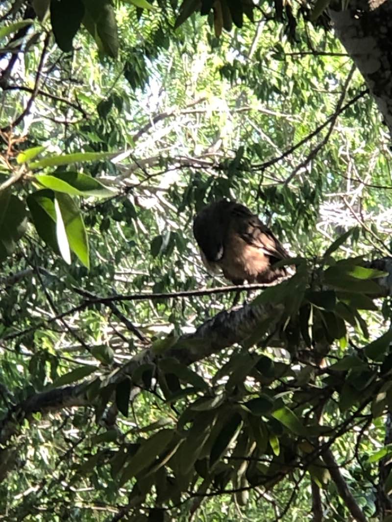 walking near me in Hugh Ramsey Nature Park in winter
