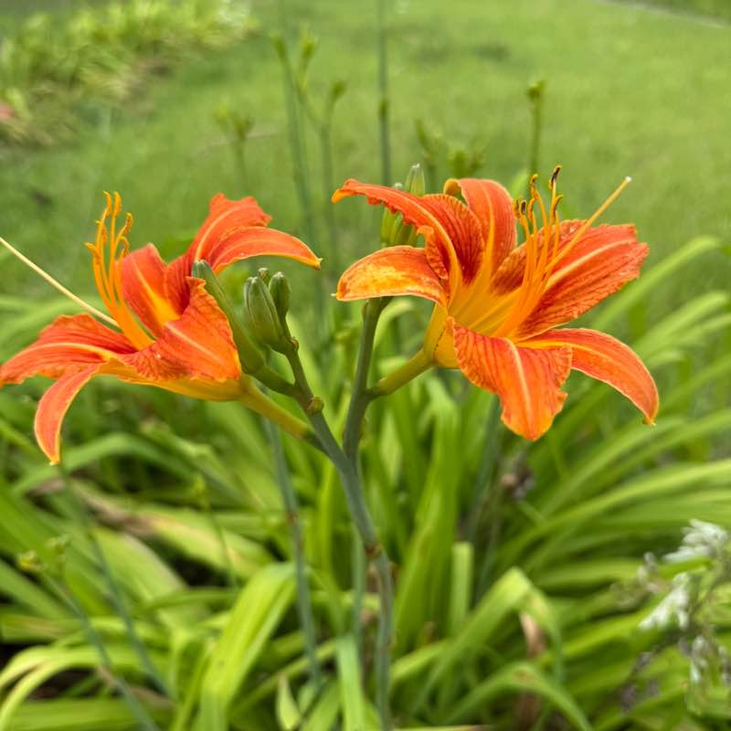 nature post 3