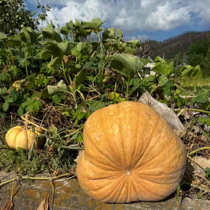 nature post 3