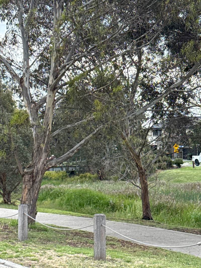 walking near me in Simons Creek Linear Park in spring