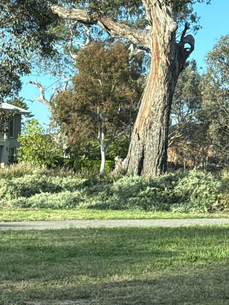 walking near me in Mernda Streamside Reserve in spring