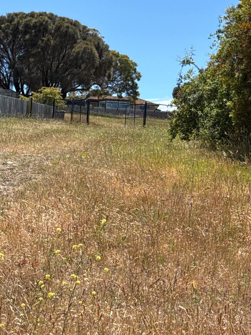 walking near me in Anear Court Reserve in summer