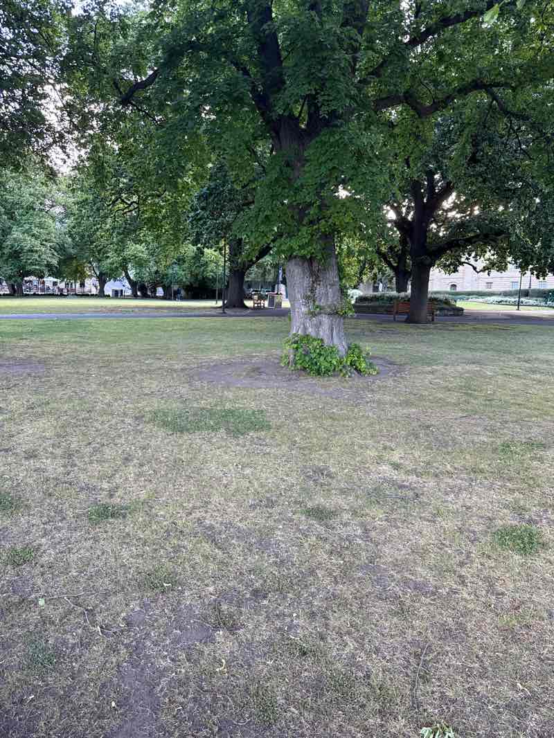 walking near me in Parliament House Lawns in summer
