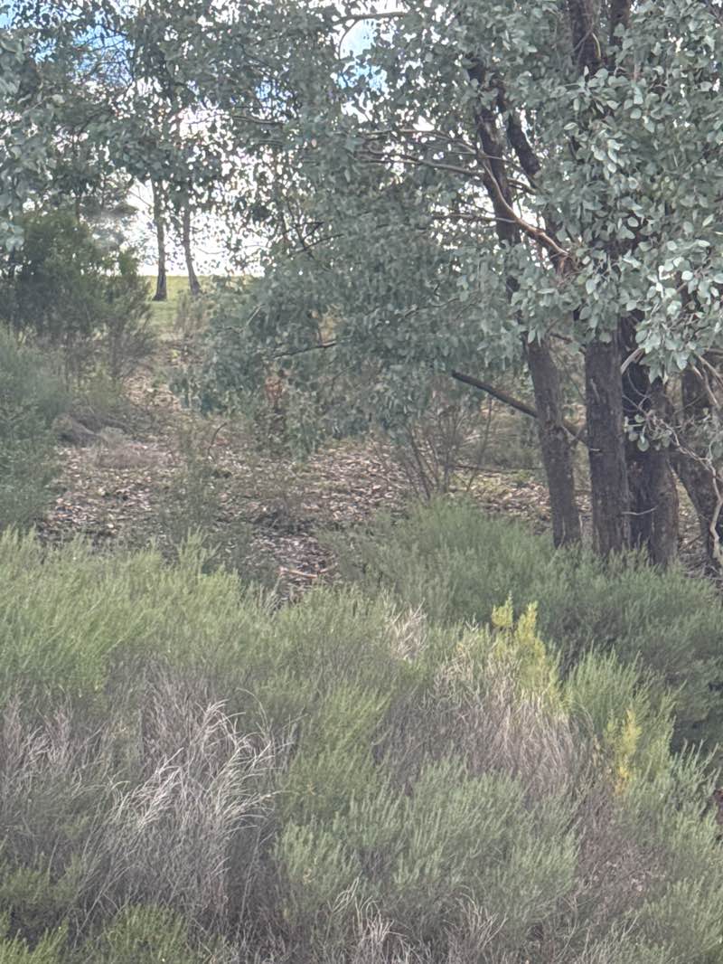 walking near me in Quarry Hills Bushland Park in autumn