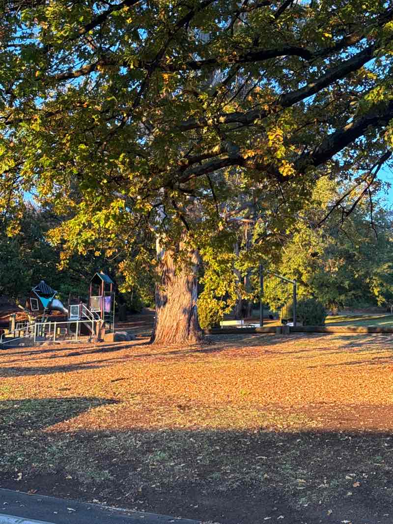 walking near me in Trevallyn Reserve in autumn