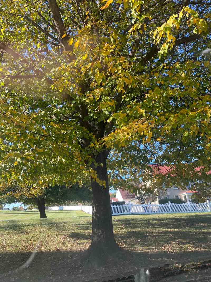 walking near me in Sandymount Park in autumn