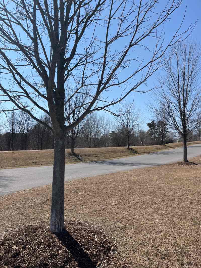walking near me in Leister Park in spring