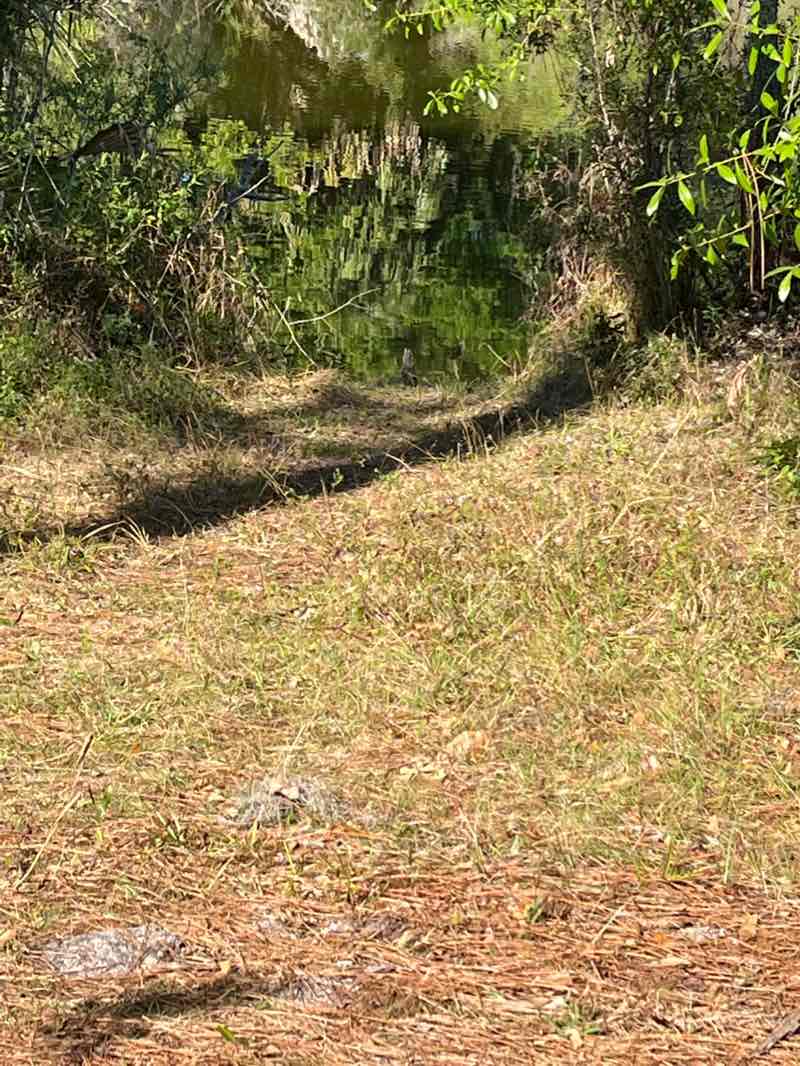 walking near me in Sleeping Turtles Preserve South in winter