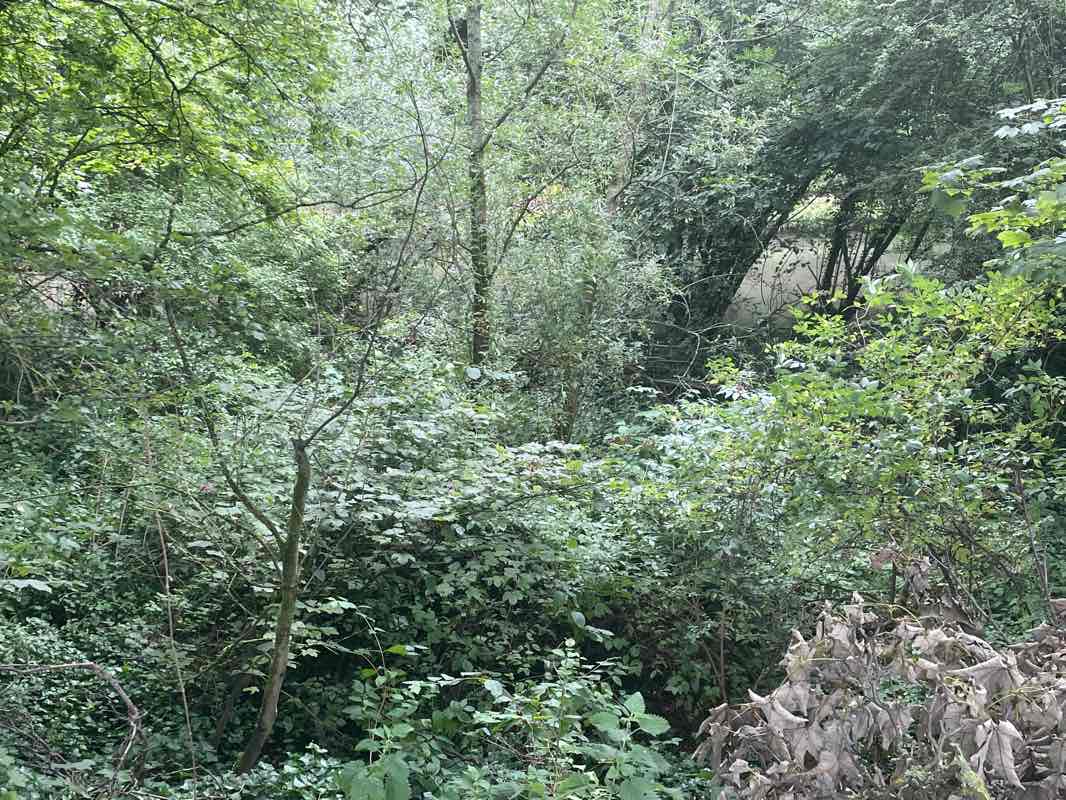 walking near me in Tring Park in winter