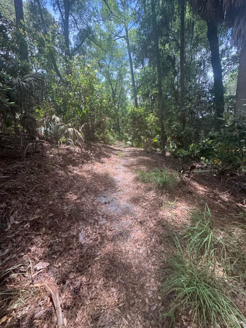 walking near me in Hunting Island State Park in summer