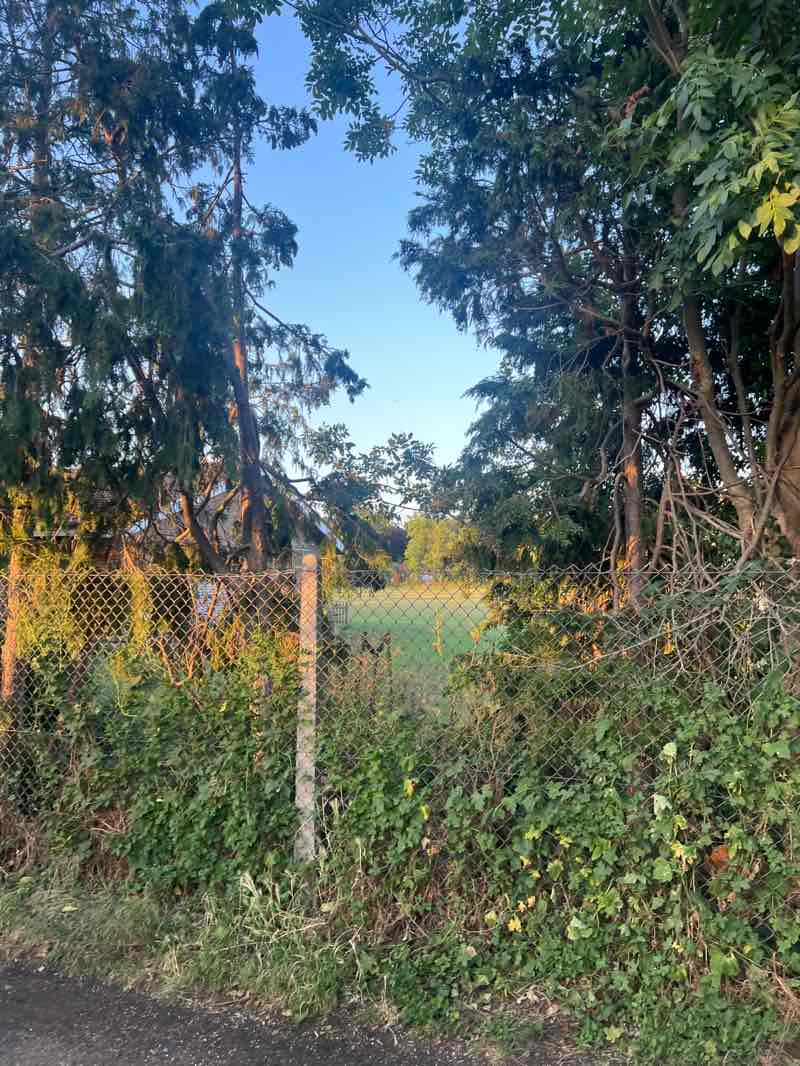 walking near me in Dinton Field in summer