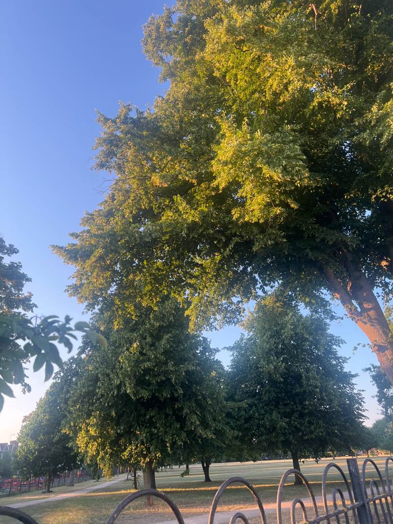 walking near me in Latchmere Rec in summer