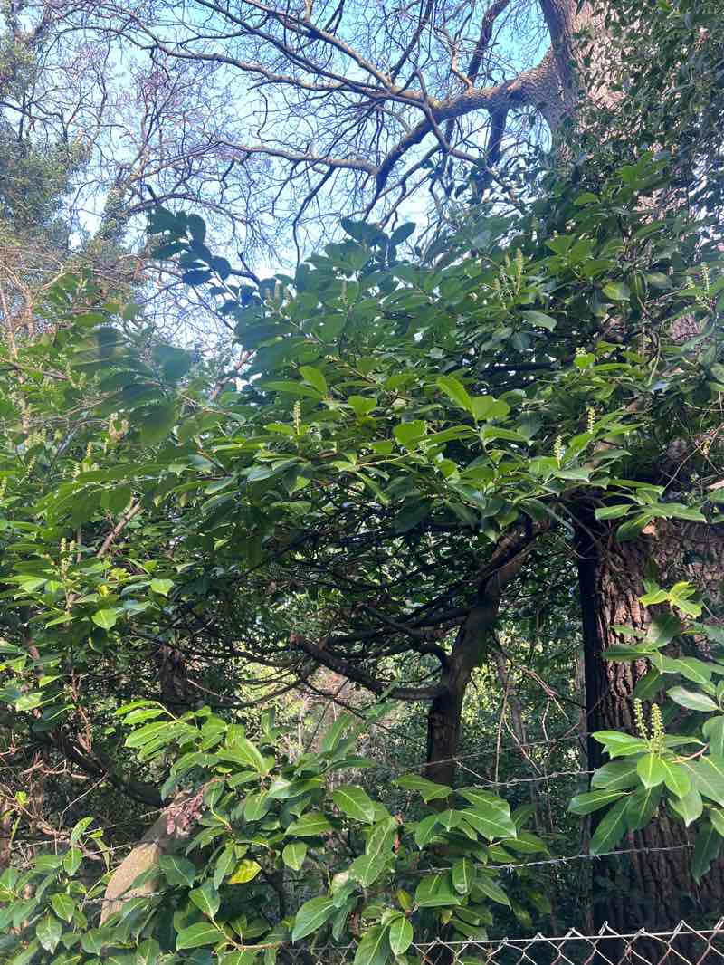 walking near me in The Wood in spring