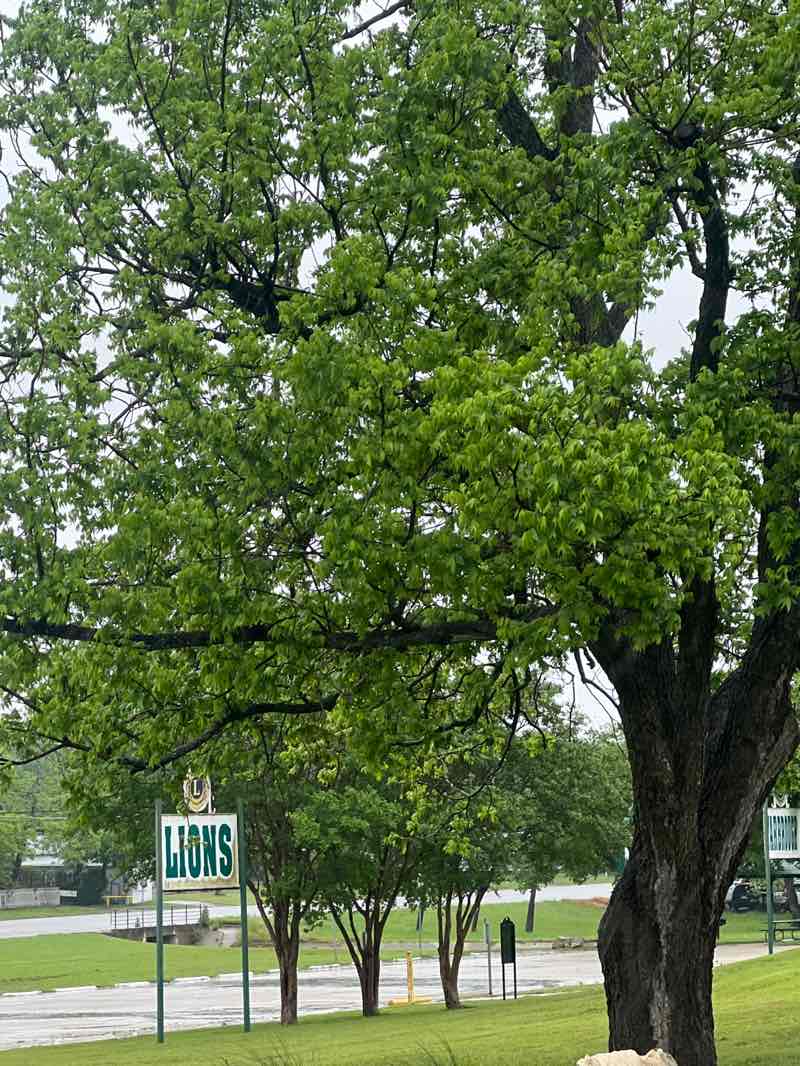 walking near me in Ferguson Park in spring