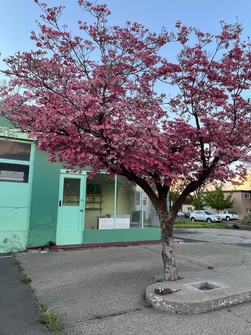 walking near me in Pioneer Park in winter