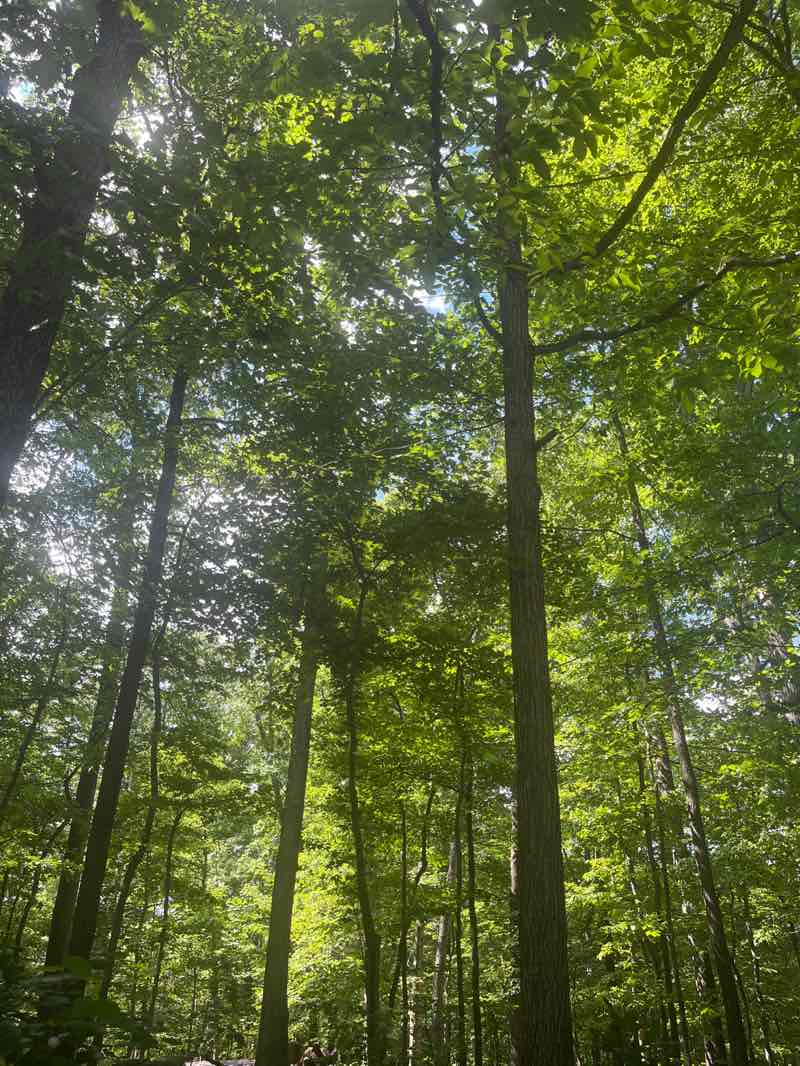 walking near me in Rock Creek Regional Park in summer