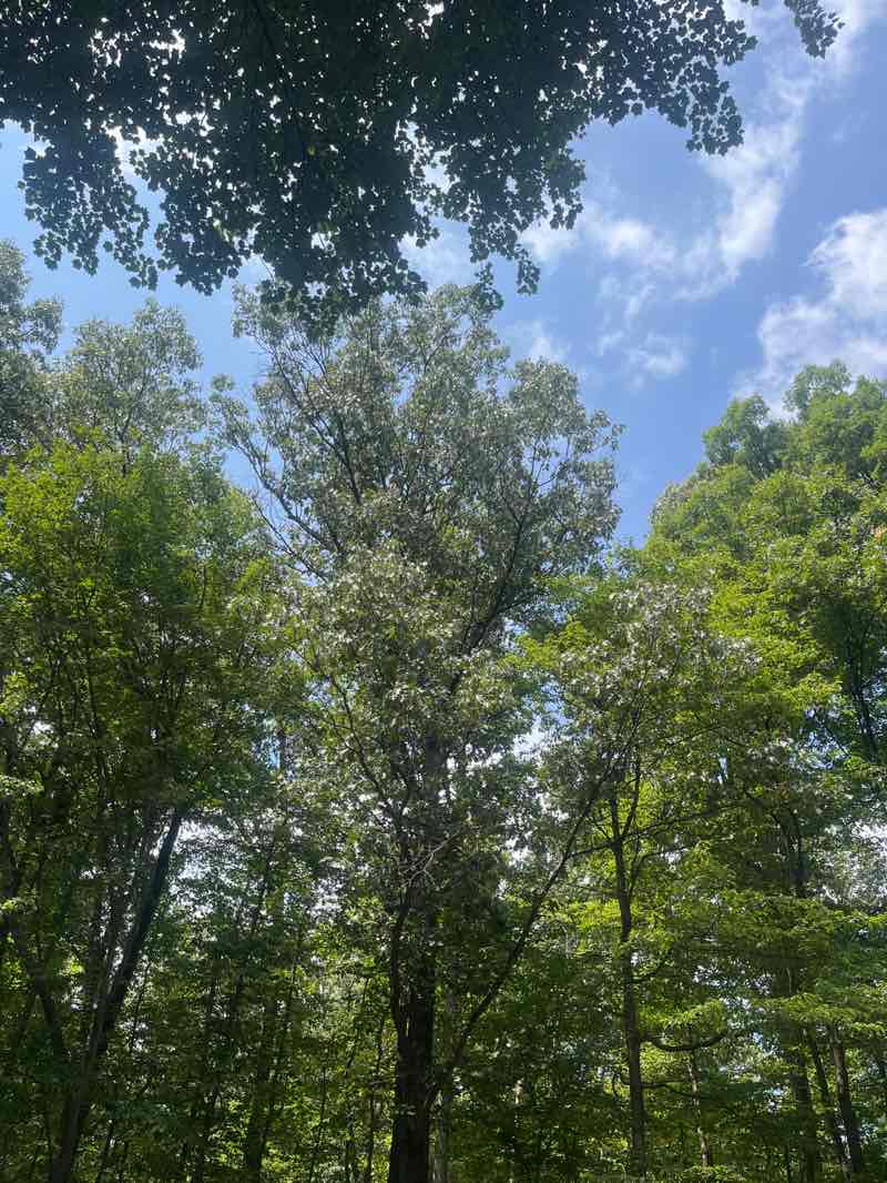 walking near me in Rock Creek Regional Park in summer