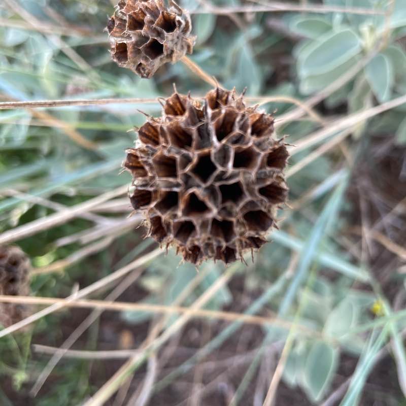 Forest Patrick post image