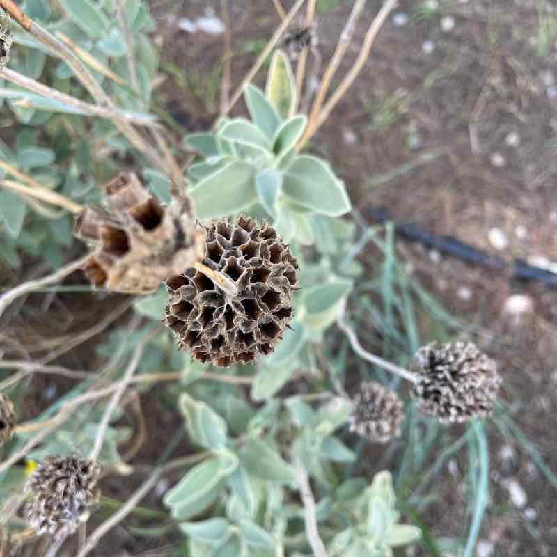 Forest Patrick post image