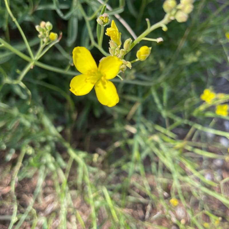 Forest Patrick post image