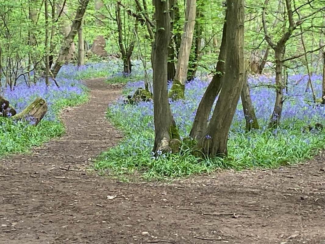 walking near me in Moneyhole Lane Playing Fields in spring
