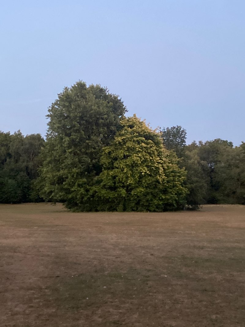 walking near me in Moneyhole Lane Playing Fields in summer