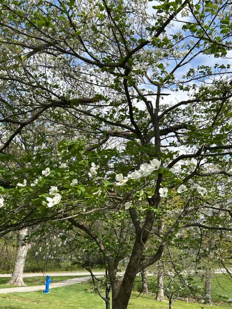 walking near me in Jefferson Barracks County Park in spring