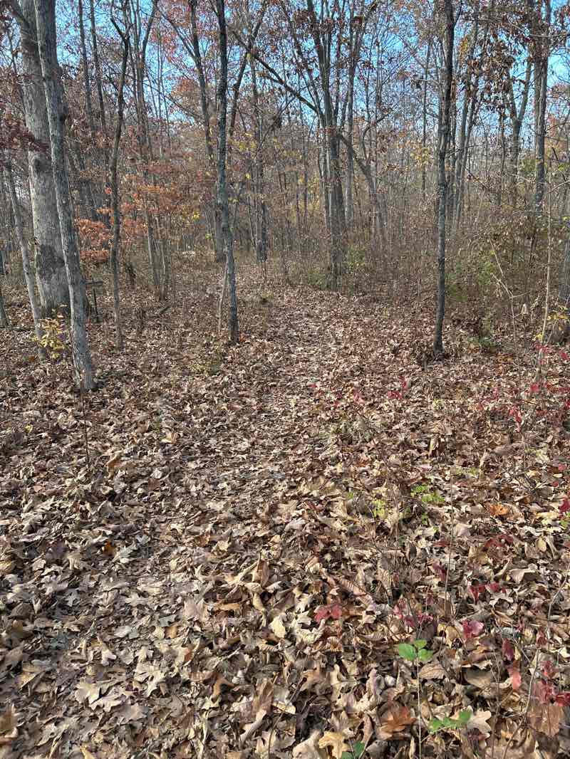 walking near me in Engler Park in autumn
