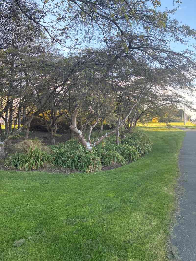 walking near me in Town Belt in spring
