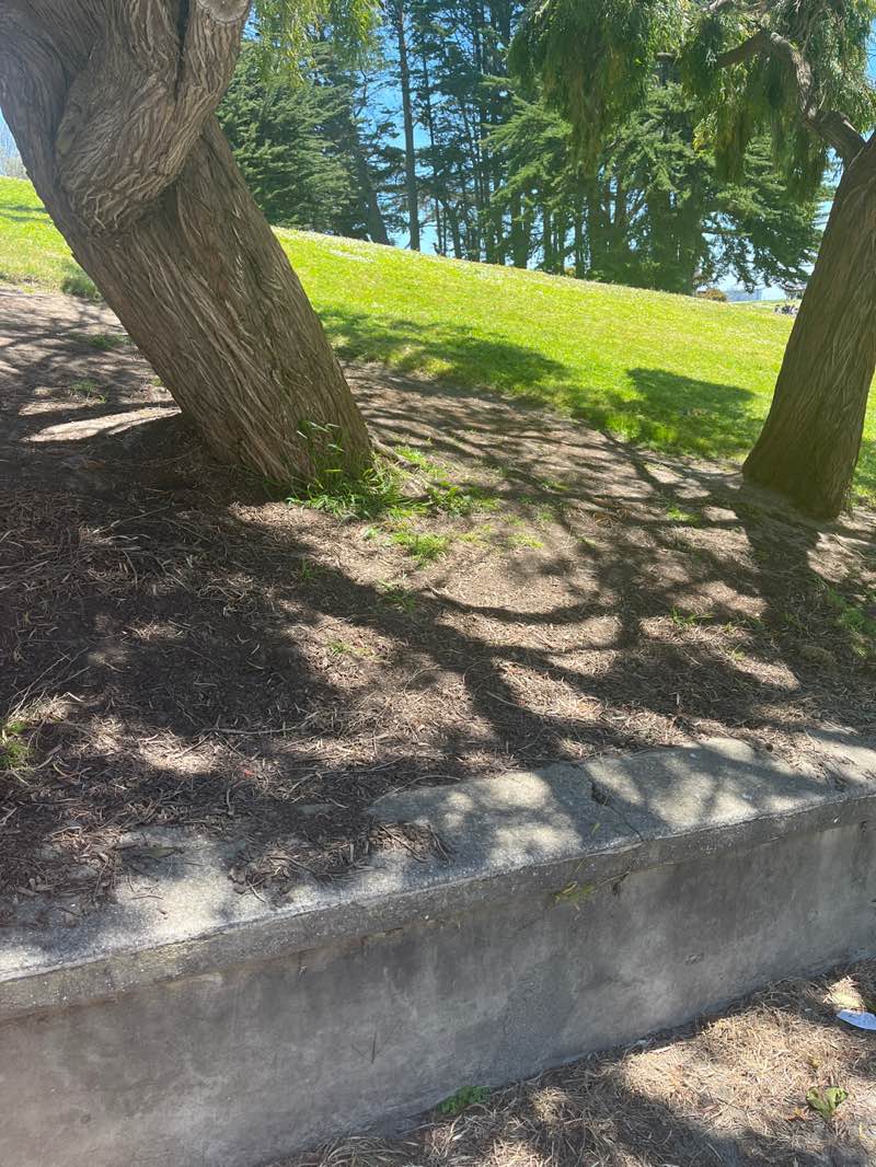 walking near me in Alta Plaza Park in spring