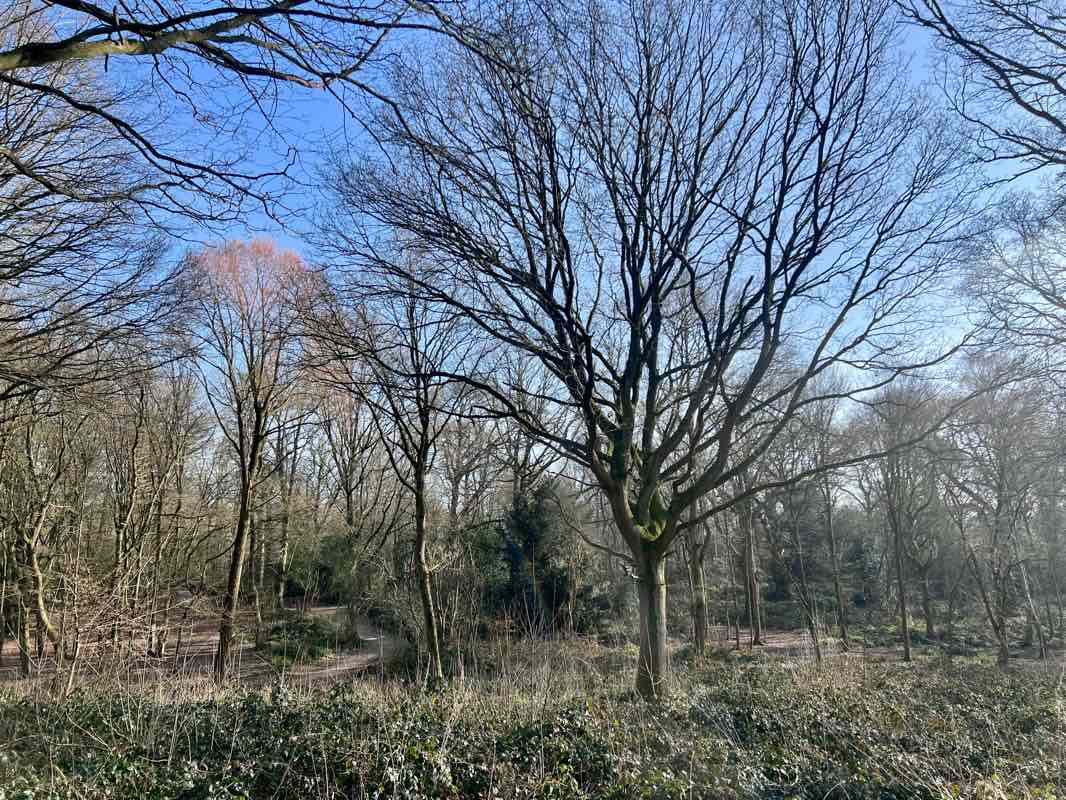walking near me in Danbury Country Park in spring