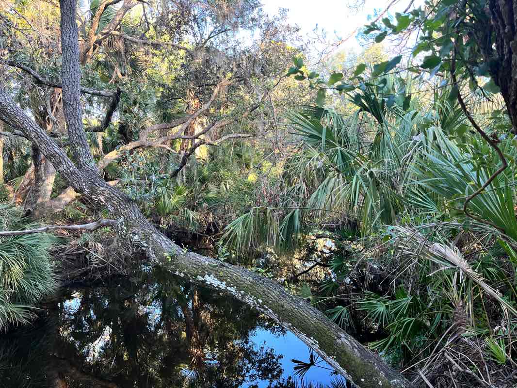 walking near me in Oscar Scherer State Park in winter
