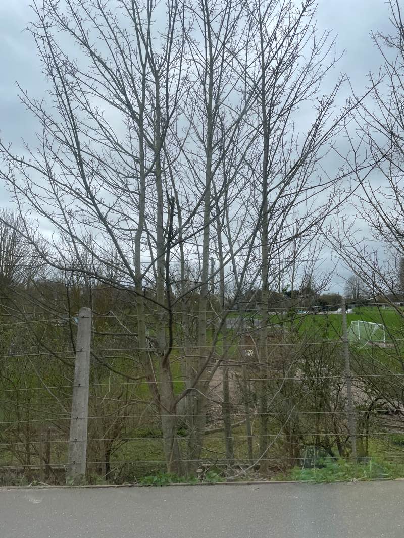 walking near me in Marks Tey Recreational Grounds in spring