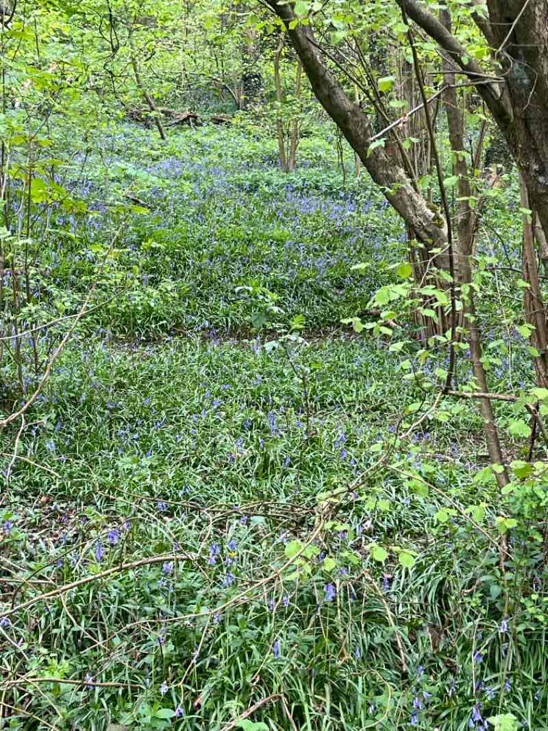 walking near me in Portland Country Park in spring