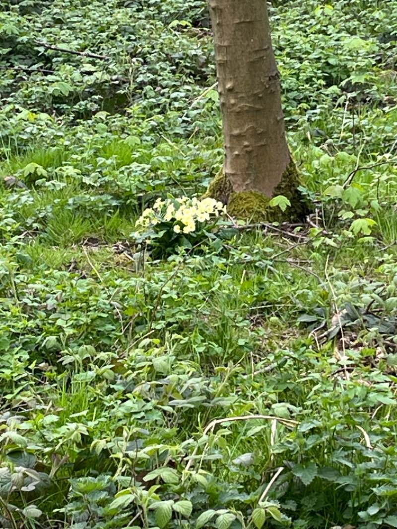 walking near me in West Park in spring