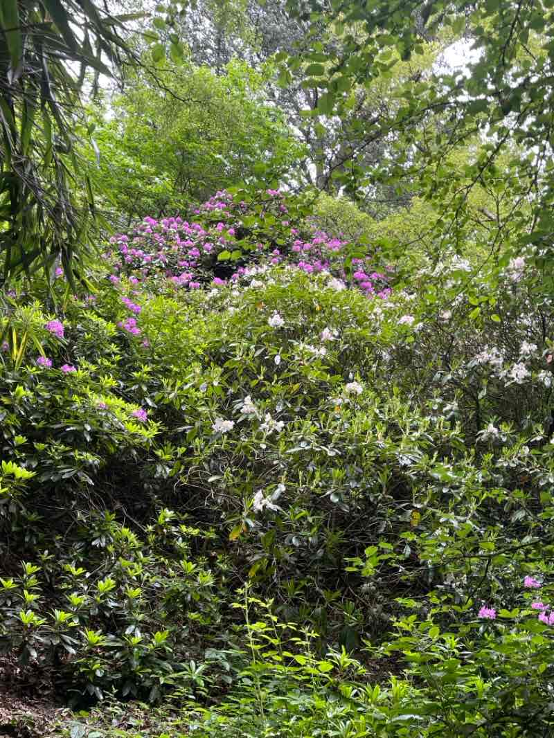 walking near me in Bestwood Country Park in spring