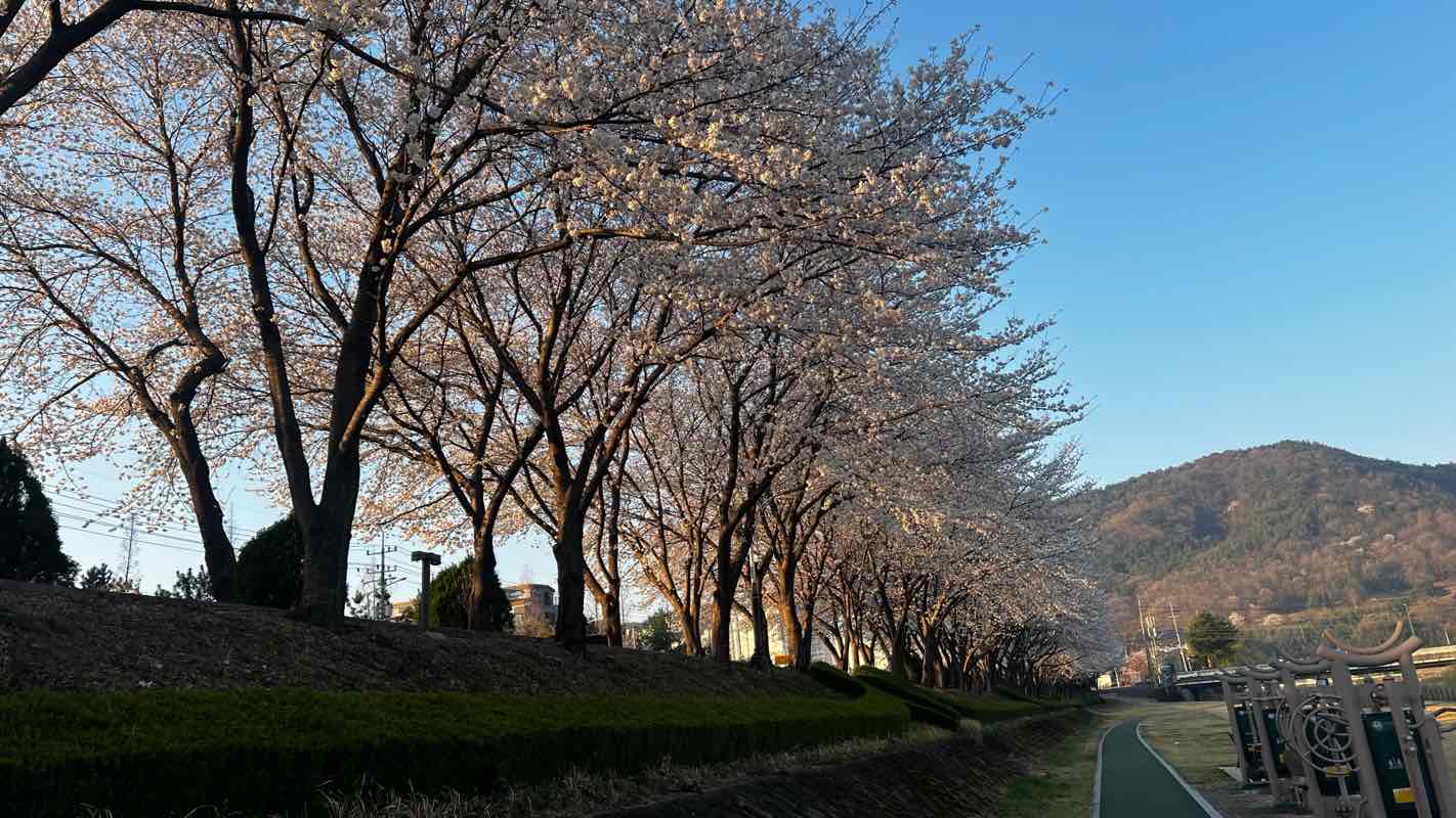 walking near me in 서천공원 in spring