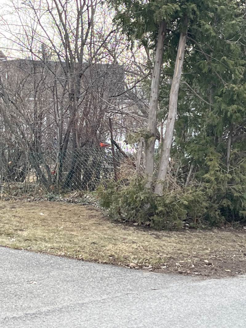 walking near me in Parc Hamilton in winter